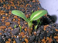 �������ˤ��ˤ������Ƥ�Τ��ѥ��ꡣʿ�����ȤϤ�������Ǵְ���ͽ���