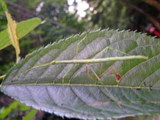 �դäѤ����˥ԥ�Ȥ���äƤ��ޤä�