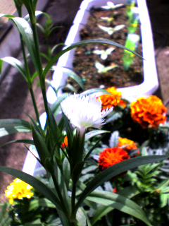 �ʥǥ������ޤ�����