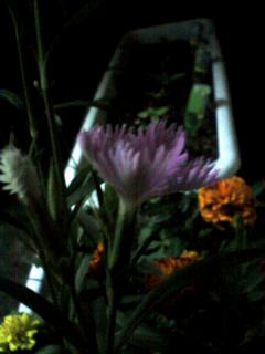 ���ΤĤܤߤϤ�äѤ���ʤΤ�