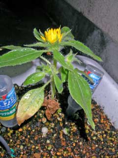 20cm���餤�����ʤ��ۤ�