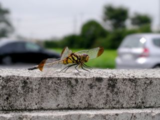 ������ü�ˤȤޤä��ȥ�ܤ���