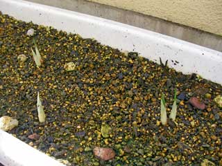 �����˼̤äƤ�Τϵ庬5�ĤΤ�����3�ġ����ȥե졼�೰��2�ܤۤɲ꤬�ФƤޤ�