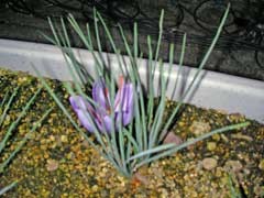 �ԥ�ܥ��⤤���Ȥ����ä��Τǡ��̾����Ƥ������������