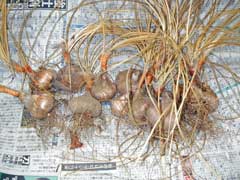 ���ְ����лҳ����礭���ʤ뤱�ɡ�����ޤ굤ʬ���褯�ʤ��ΤǤ��ޤ���