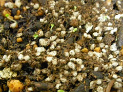 ��Ⱦʬ�ä˺�¦�������뤫��