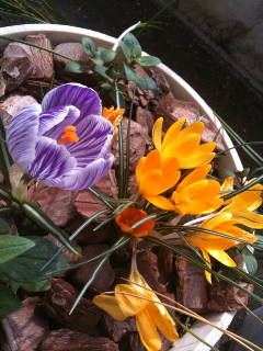 �����å����餤��