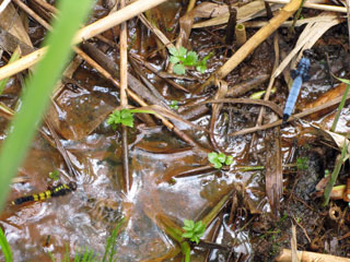 �ϥ�ӥ��ȥ�ܤΥڥ������ä��Υ��祦���祦�ȥ�ܤȤ��碌�ơ��������⤬�Ȥ��